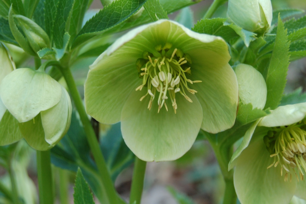 Helleborus foetidus / Elleboro puzzolente