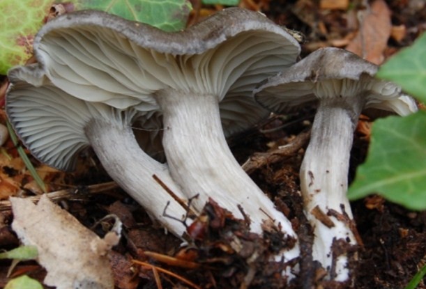 Hygrophorus camarophillus