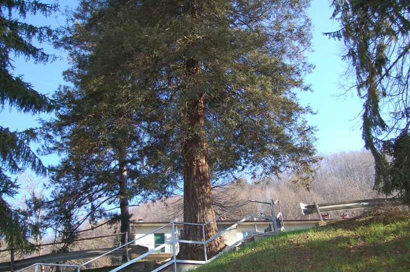 Sequoia sempervirens