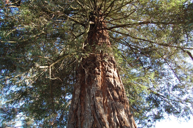 Sequoia sempervirens