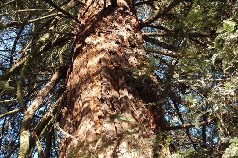 Sequoia sempervirens