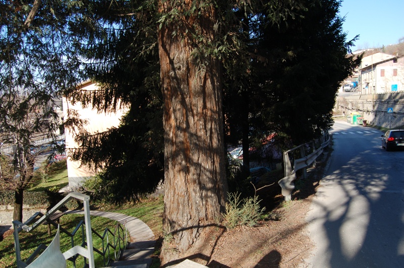 Sequoia sempervirens