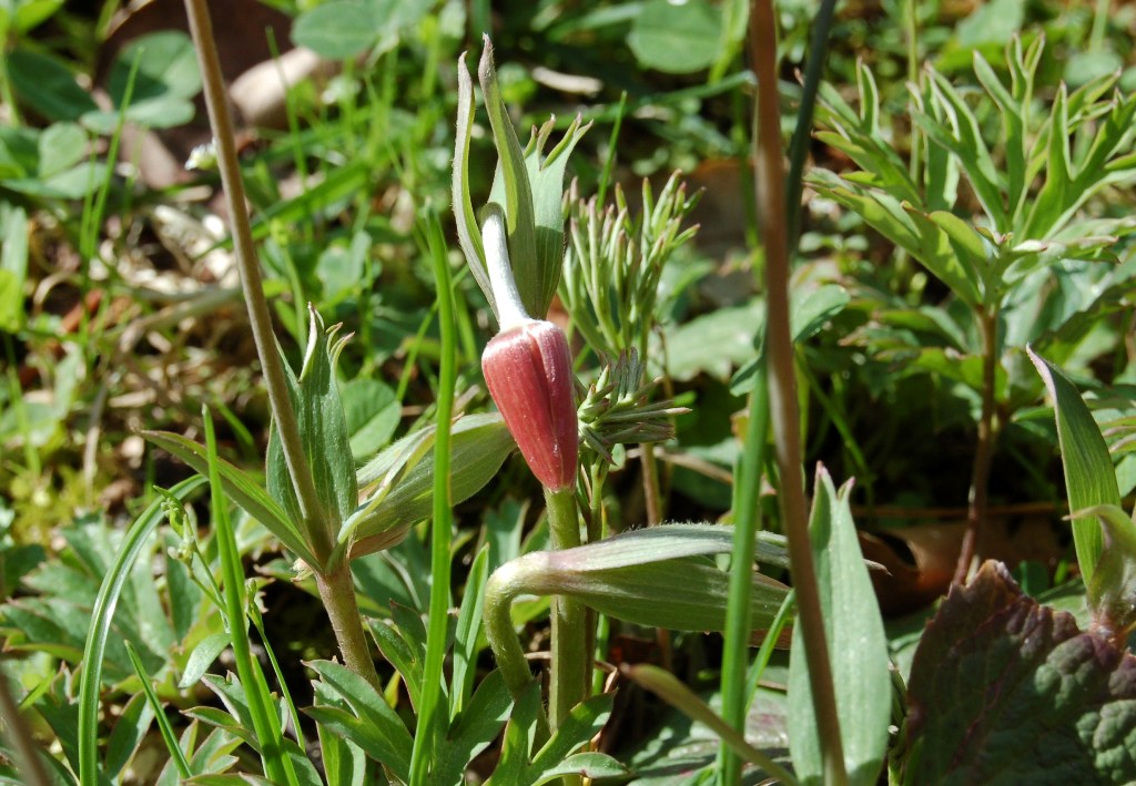 Anemone hortensis / Anemone fior di stella