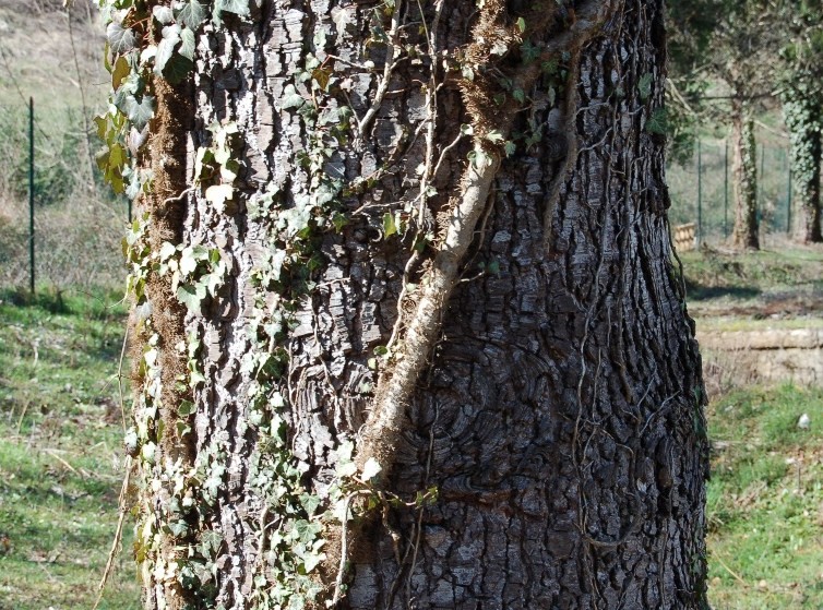 Aphyllophorales su edera. (Lopharia spadicea)