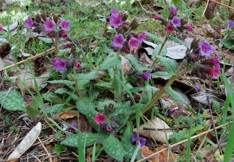 Pulmonaria officinalis