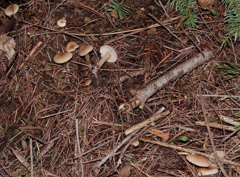 Clitocybe odora???