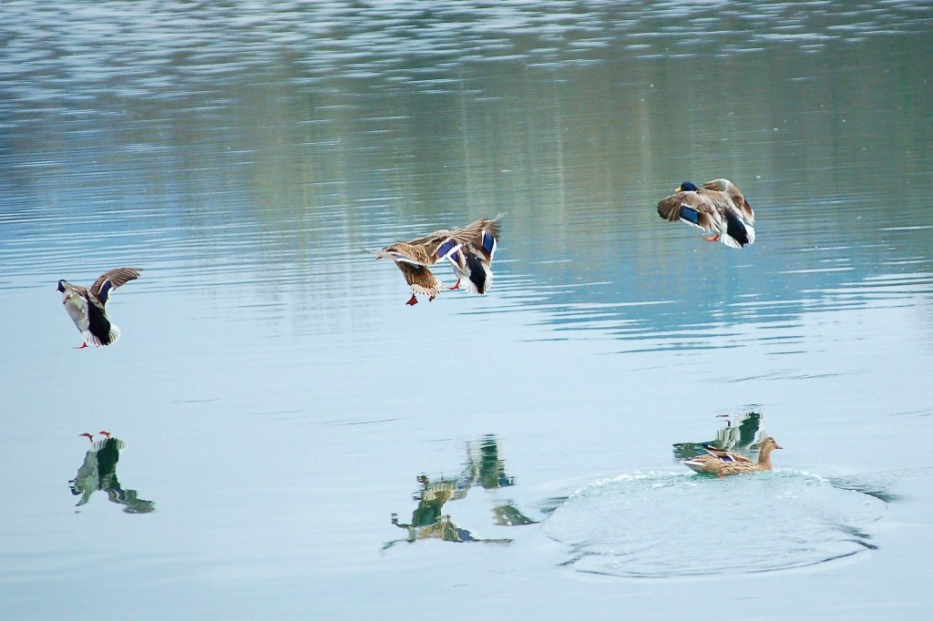 Avifauna humor