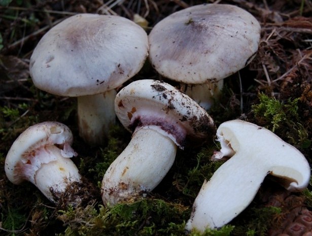 Suillus luteus f. albus