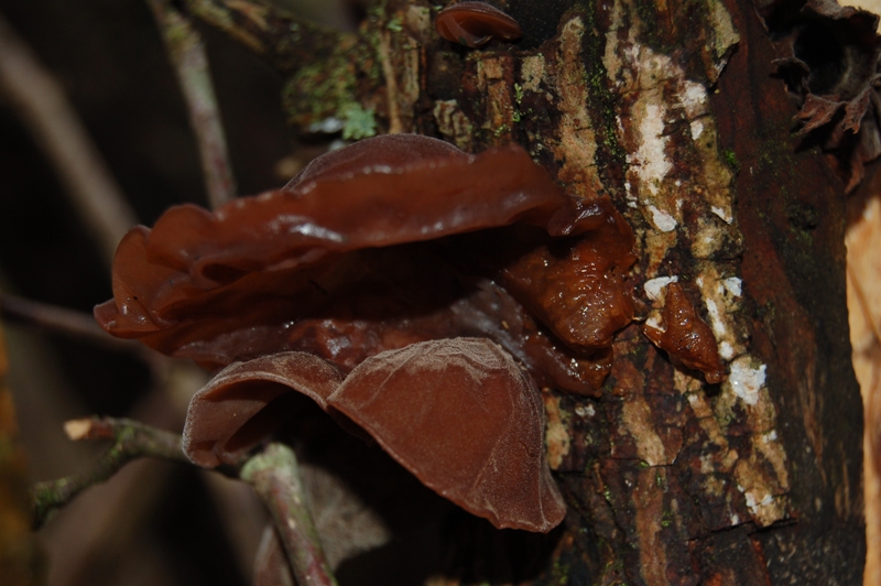 FUNGHI della VIGILIA.