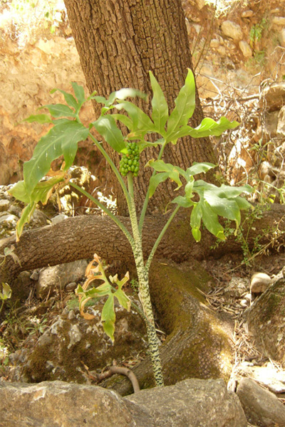 Dracunculus vulgaris / Serpentaria