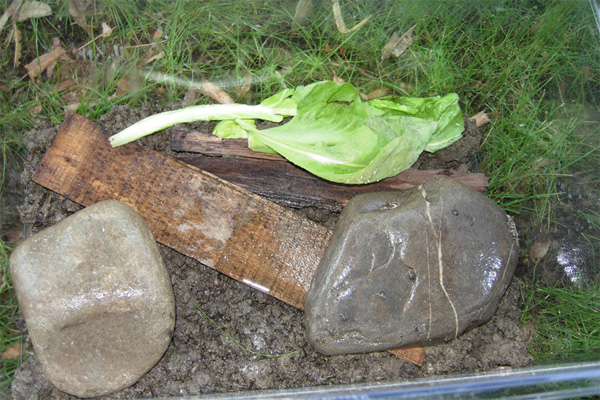 Il mio terrarium per lumache