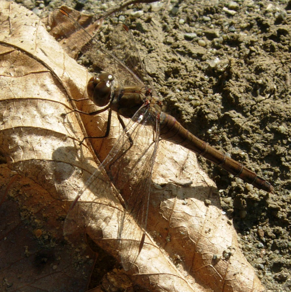 2 libellule dal Rio Rocca:  Chalcolestes cfr. viridis e Sympetrum striolatum