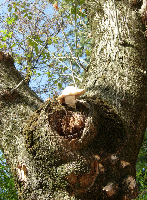 Non mi sembra Agrocybe aegerita....