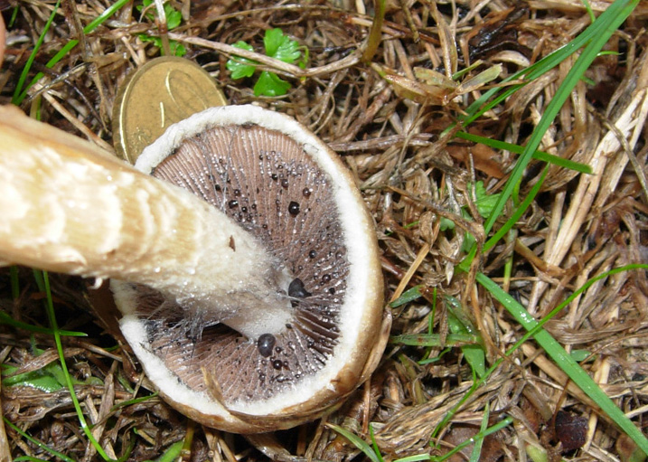 Un giretto in giardino