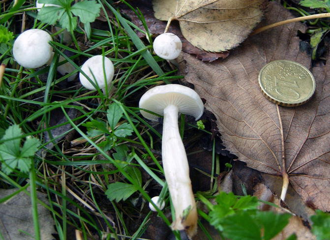 Un giretto in giardino