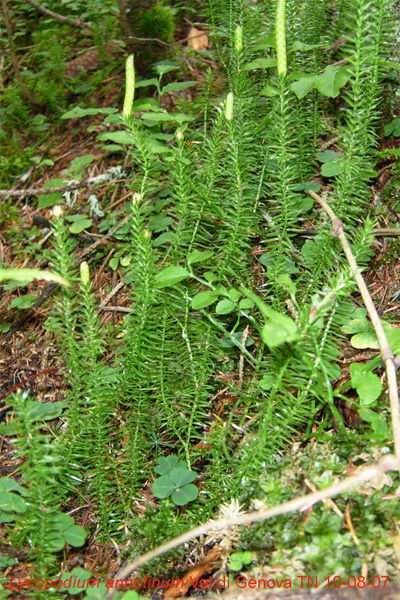 Lycopodiaceae: Lycopodium annotinum e Huperzia selago