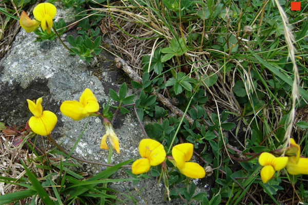 Lotus corniculatus