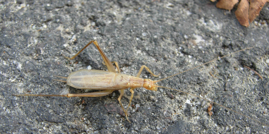 Oecanthus pellucens