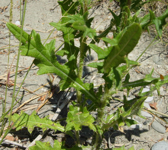 Cirsium vulgare e C. sp.