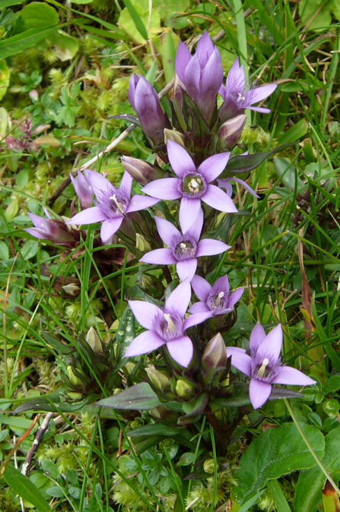 Gentianella... e poi?