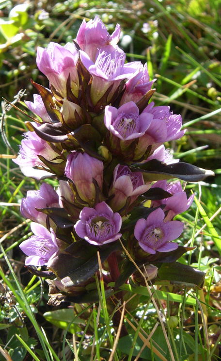 Gentianella... e poi?