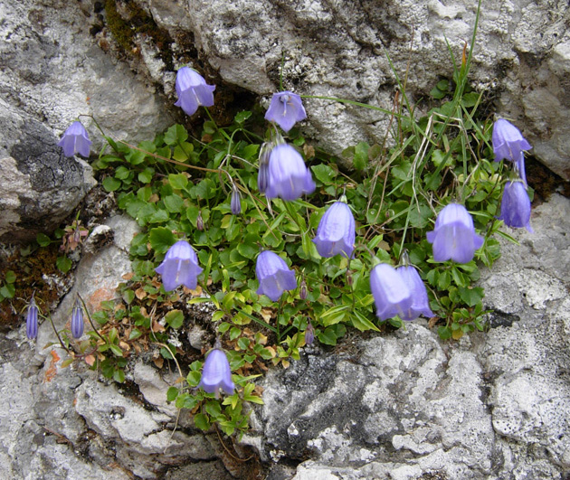 Campanula cochleariifolia e Campanula patula