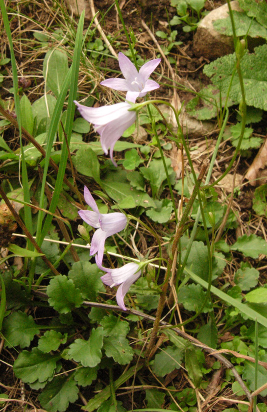 Campanula cochleariifolia e Campanula patula