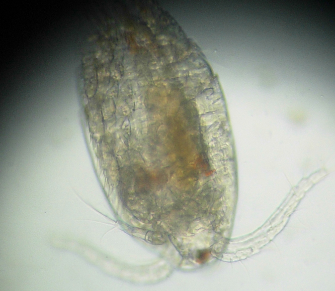 Copepode