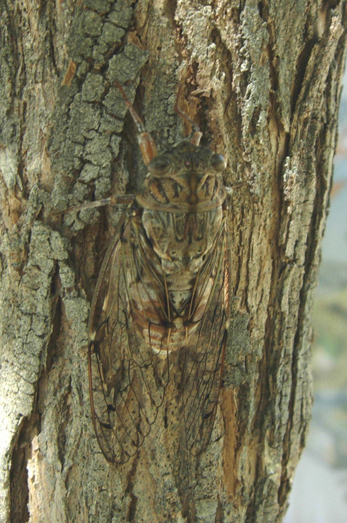 Da Creta: Cicada orni e Hyalestes sp.