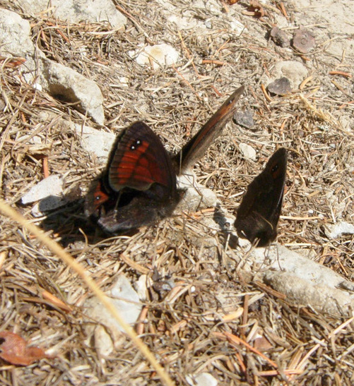 Erebia manto?