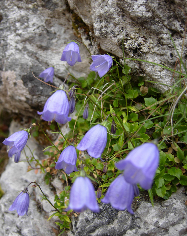 Campanula cochleariifolia e Campanula patula