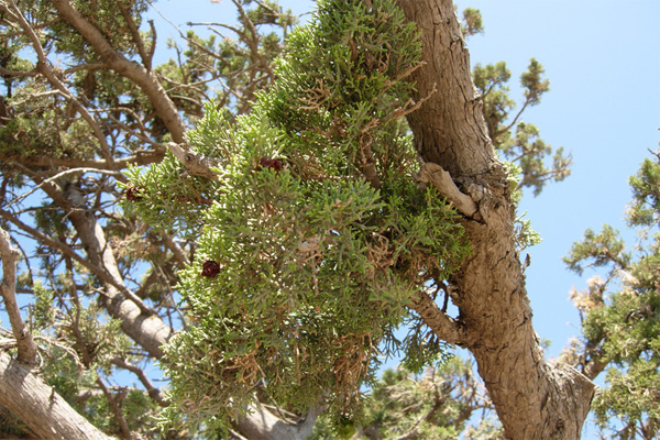 Da Creta: Cupressus sempervirens var. horizontalis