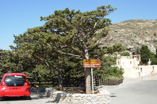 Da Creta: Cupressus sempervirens var. horizontalis