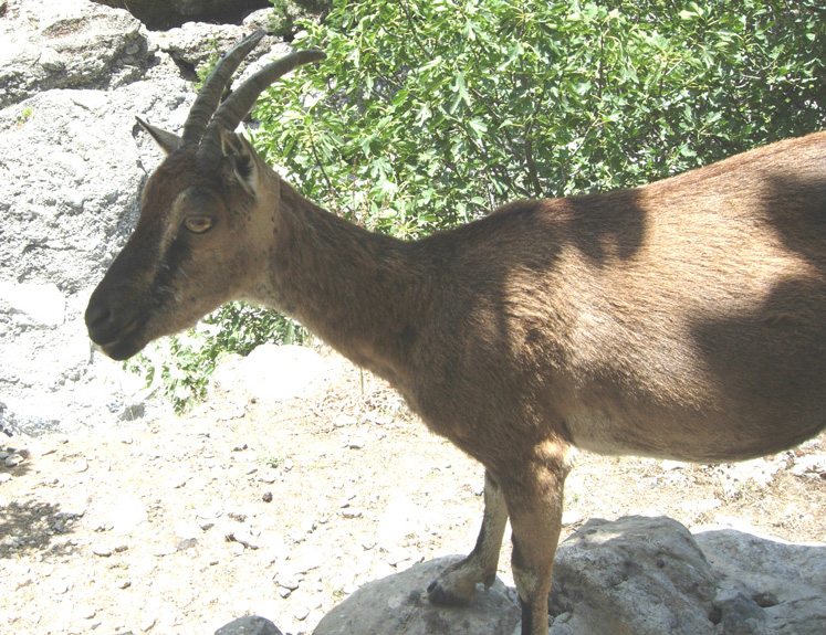 Da Creta: Capra aegagrus cretica