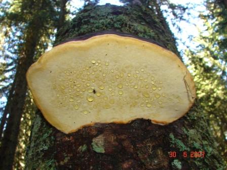 fungo da lago di Carezza (BZ) (Fomitopsis pinicola)