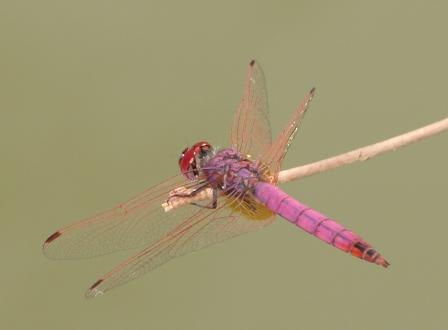 Libellula per Mantis - Trithemis annulata