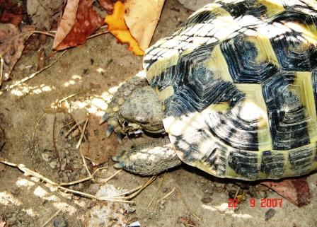 Testudo hermanni carnivora