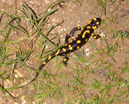 Salamandra gialla e nera