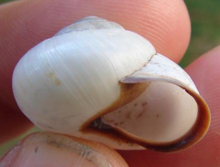 Cepaea (Cepaea) nemoralis (Linnaeus, 1758)