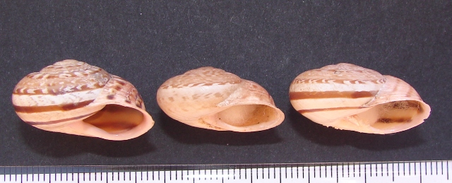Iberus marmoratus (Ferussac 1822)