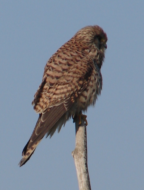 Rapace san pietro (BO)