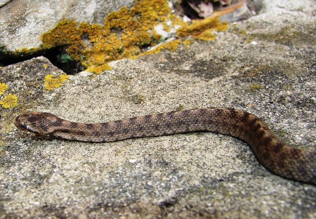 Serpente parco Portofino