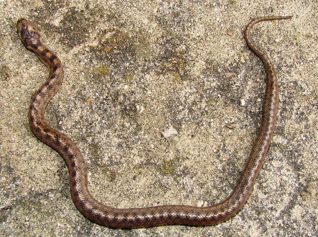 Serpente parco Portofino