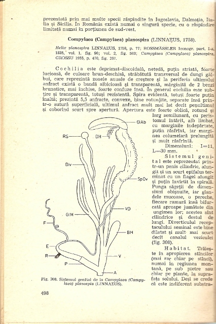 Chilostoma (Campylaea) planospira (Lamarck, 1822)