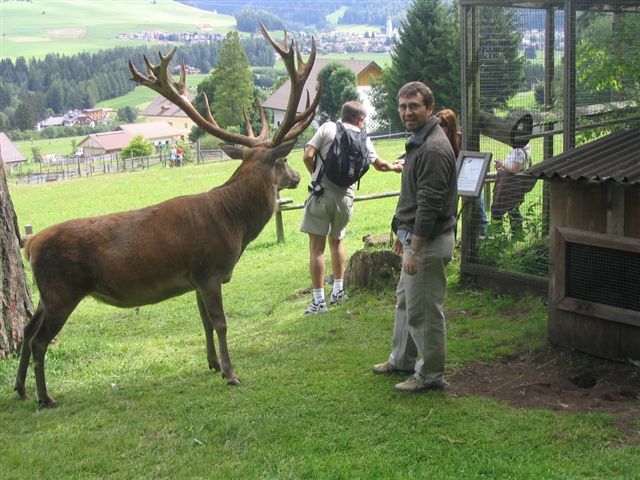 mai stati cosi'' vicini al un cervo maschio???