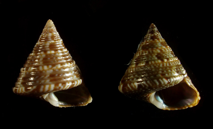 Dubbio su Calliostoma