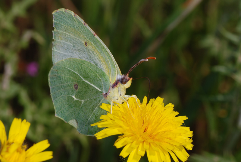 Gonepteryx cleopatra ?