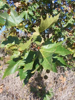 Platanus hispanica / Platano comune (pianta coltivata)