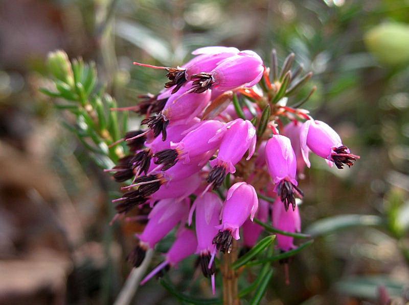 Erica carnea / Scopina