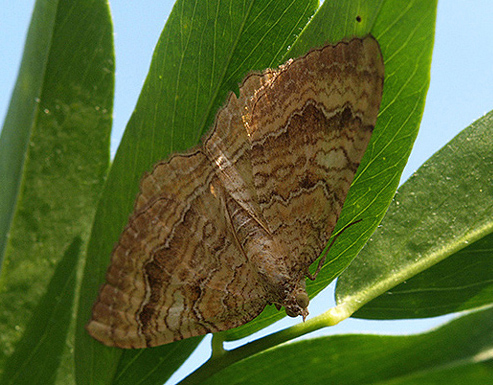 Epirrhoe alternata e Camptogramma bilineata